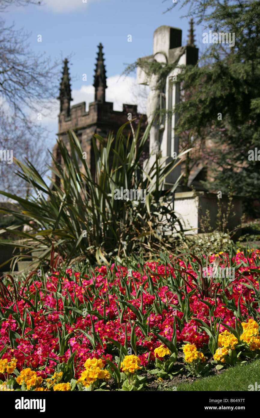 City of Wolverhampton, England. Spring primula flower beds in