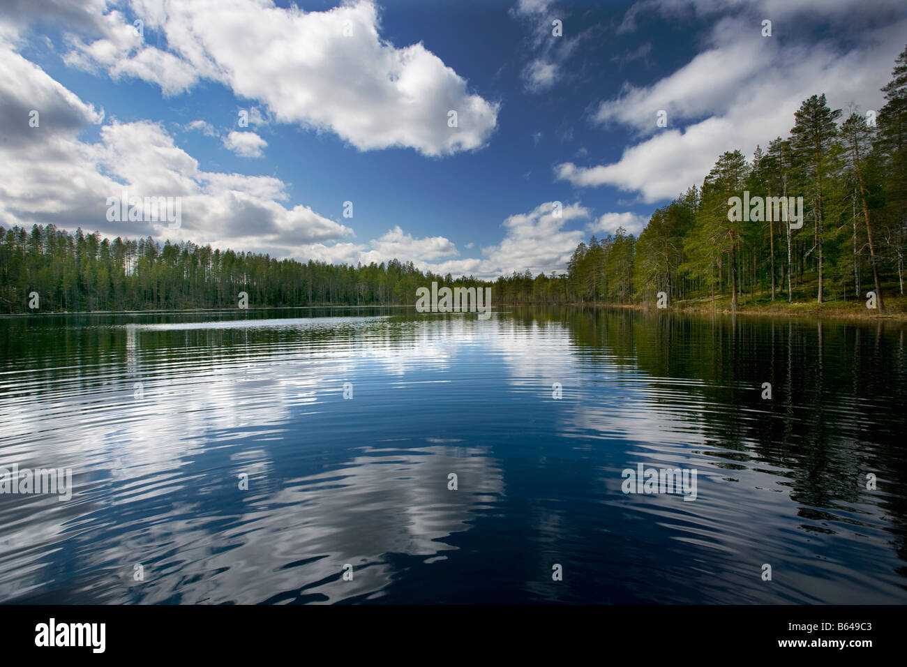 Finland, Kuikka Lake, near Kuhmo. Arcticmedia. Trees with reflection in lake Stock Photo