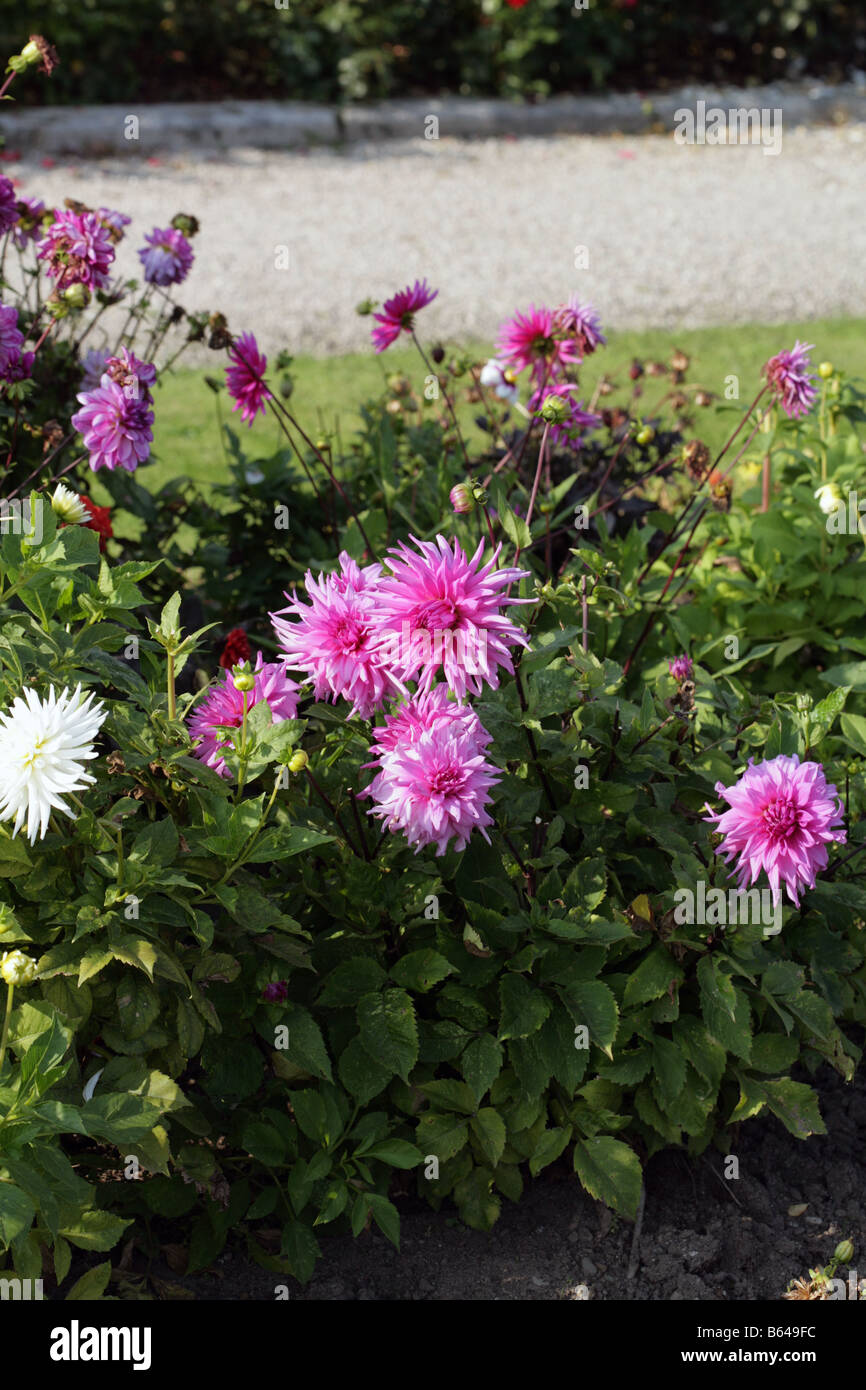 Pink Dahlias, in a garden County Wicklow, Ireland Stock Photo Alamy