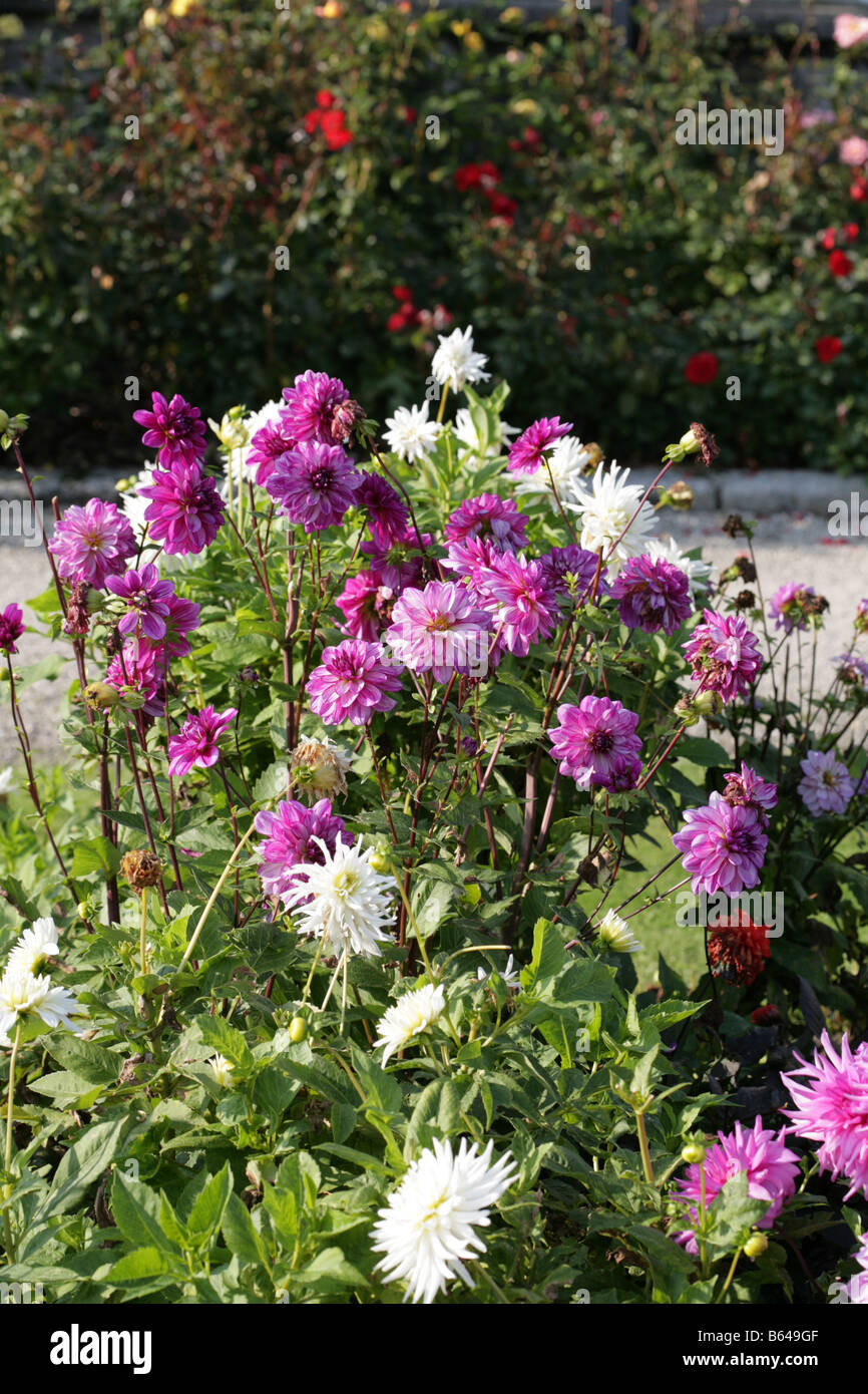 Pink Dahlias, in a garden County Wicklow, Ireland Stock Photo Alamy