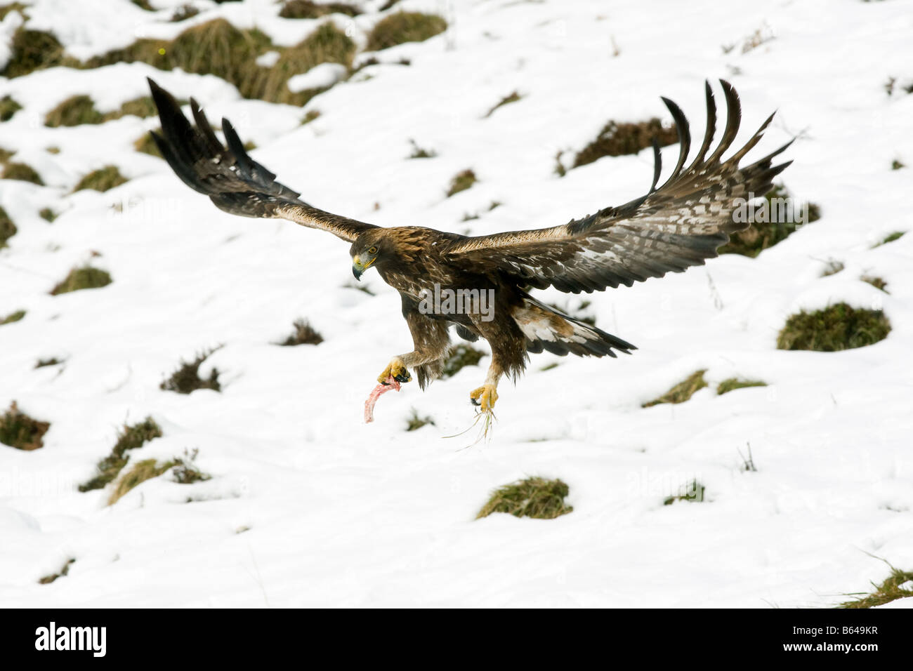 Golden eagle in flight with the food Stock Photo Alamy