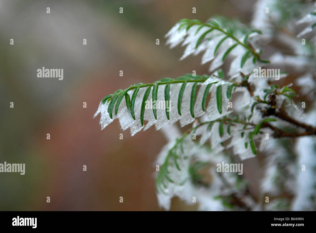 Frost on Yew leaves in winter Stock Photo