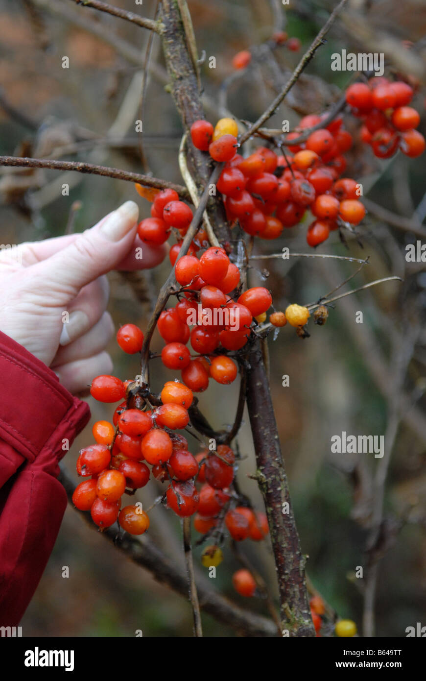 Deadly Nightshade berries in winter Stock Photo