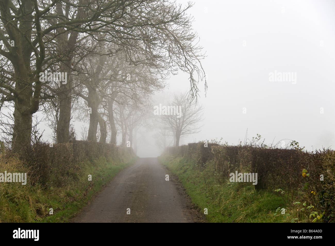 Foggy/misty country road with low visibility Stock Photo - Alamy