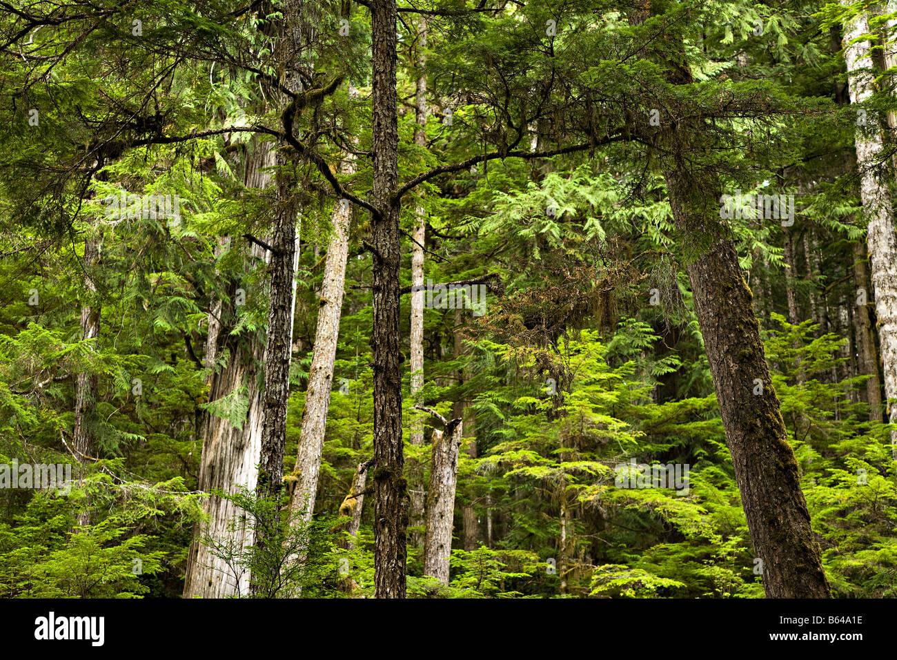 Coniferous forest Western Red cedar Thuja plicata and Western Hemlock Tsuga heterophylla Vancouver Island Canada Stock Photo