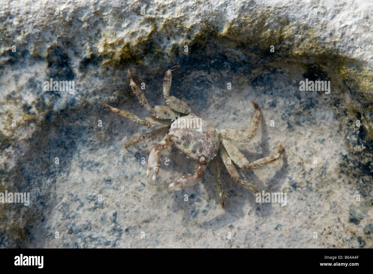 A Maltese shore crab in a pool of seawater in an indent on a limestone shore these crabs are common around Malta s shoreline Stock Photo