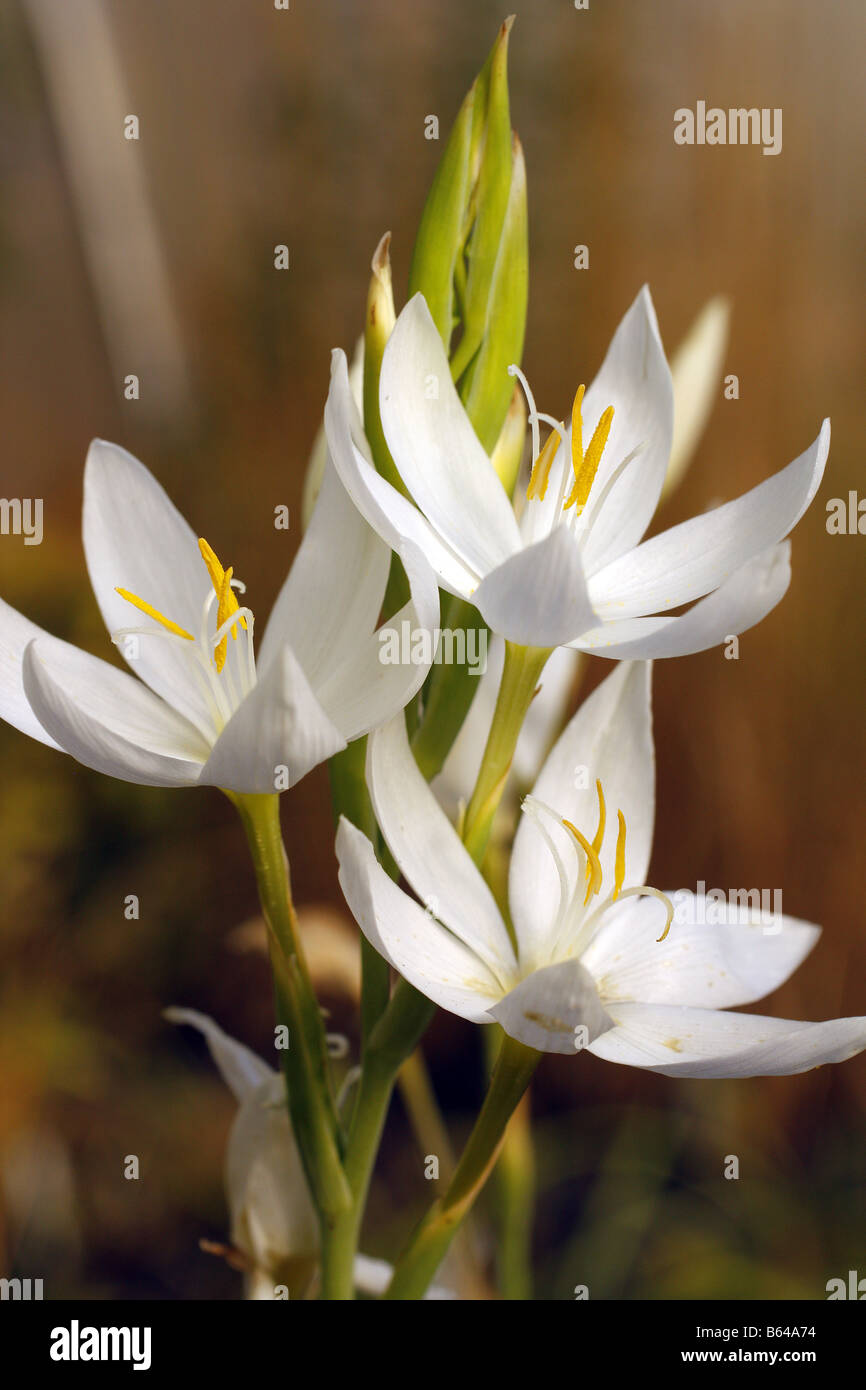 SCHIZOSTYLIS COCCINEA ALBA Stock Photo