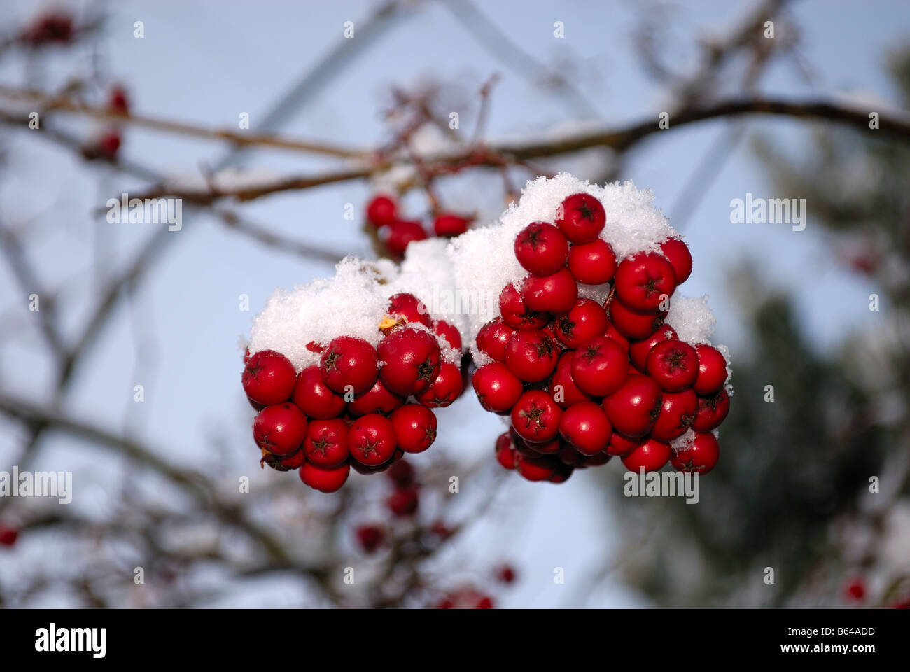 Cotoneaster berries in the snow, Fife, Scotland Stock Photo