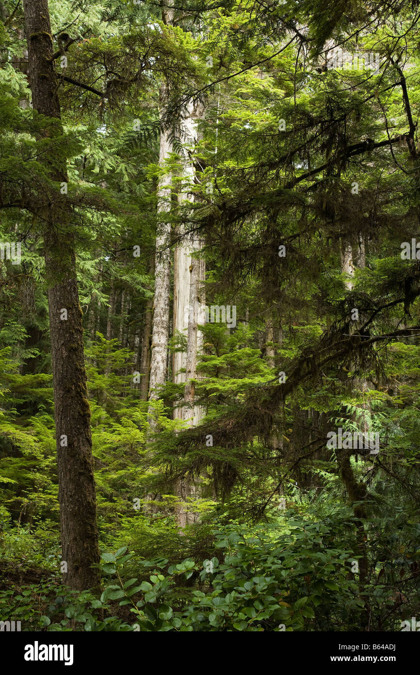 Coniferous forest Western Red cedar Thuja plicata and Western Hemlock Tsuga heterophylla Vancouver Island Canada Stock Photo