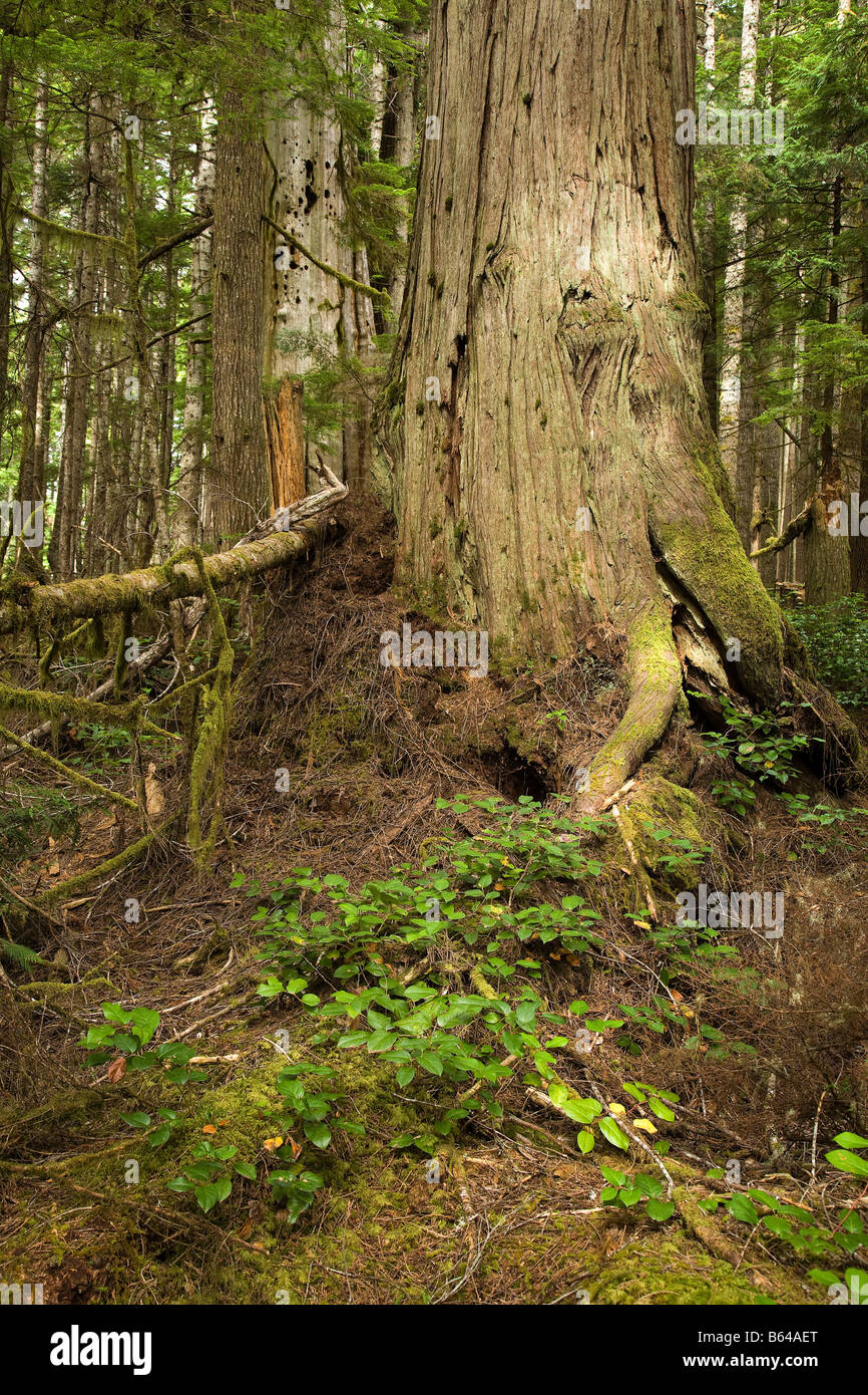 Western Red cedar Thuja plicata surrounded by Western Hemlock Tsuga heterophylla Vancouver Island Canada Stock Photo