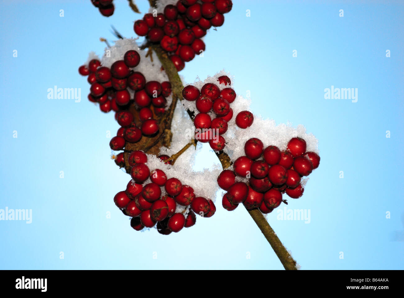 Cotoneaster berries in the snow, Fife, Scotland Stock Photo