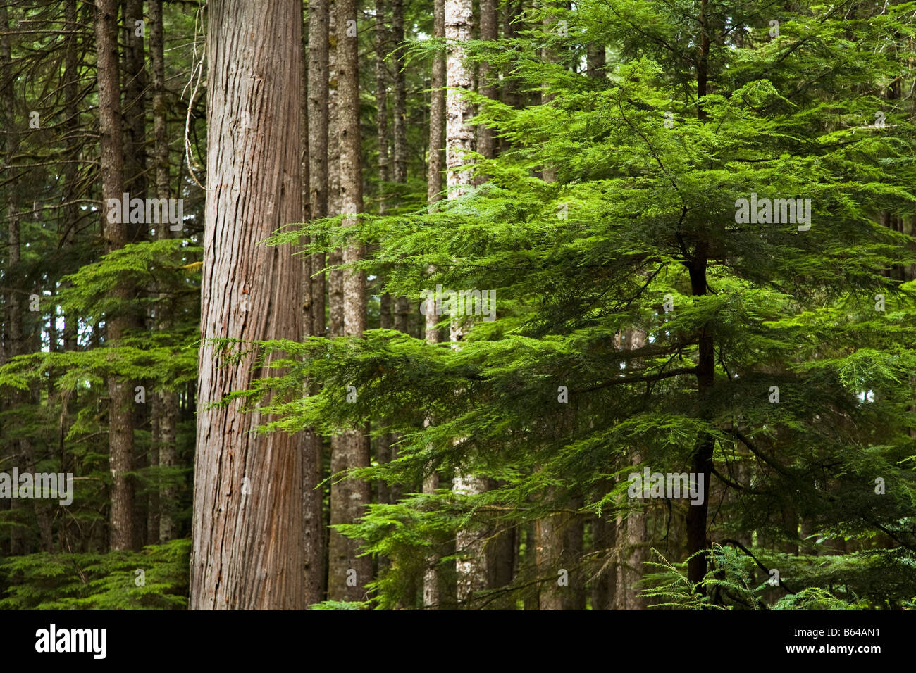 Coniferous forest including Western Red cedar Thuja plicata Vancouver Island Canada Stock Photo