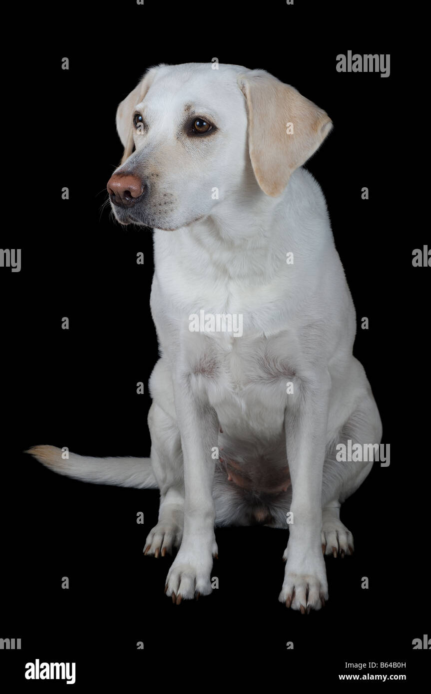 White labrador retriever isolated on black background. Stock Photo