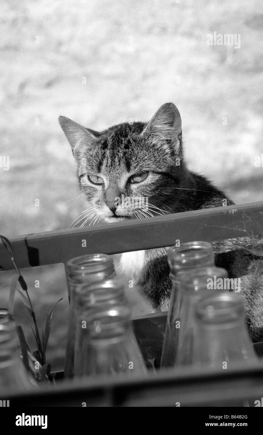 Farm cat awaiting the milk delivery (black and white). Stock Photo