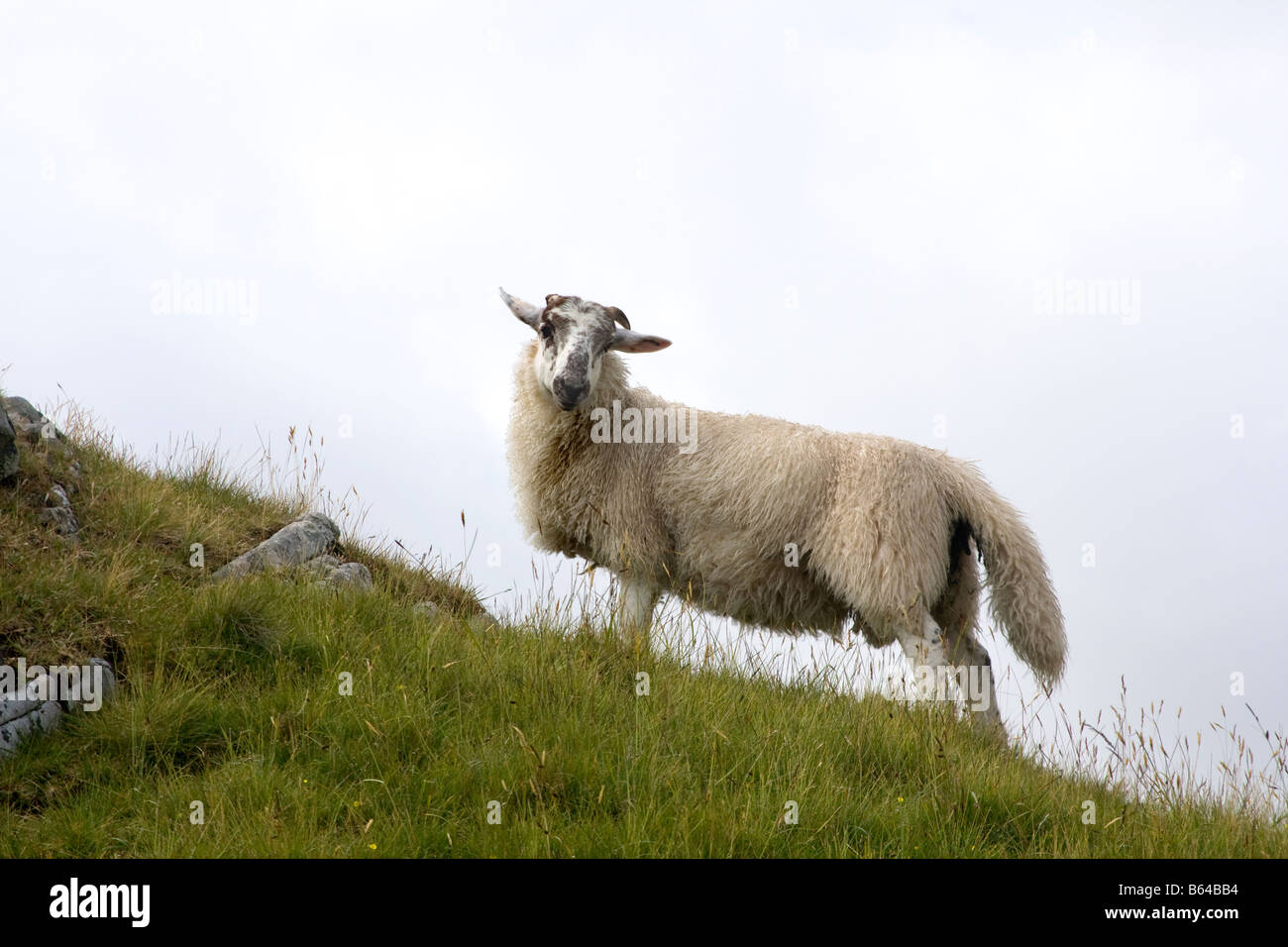 Sheep on hillside Stock Photo