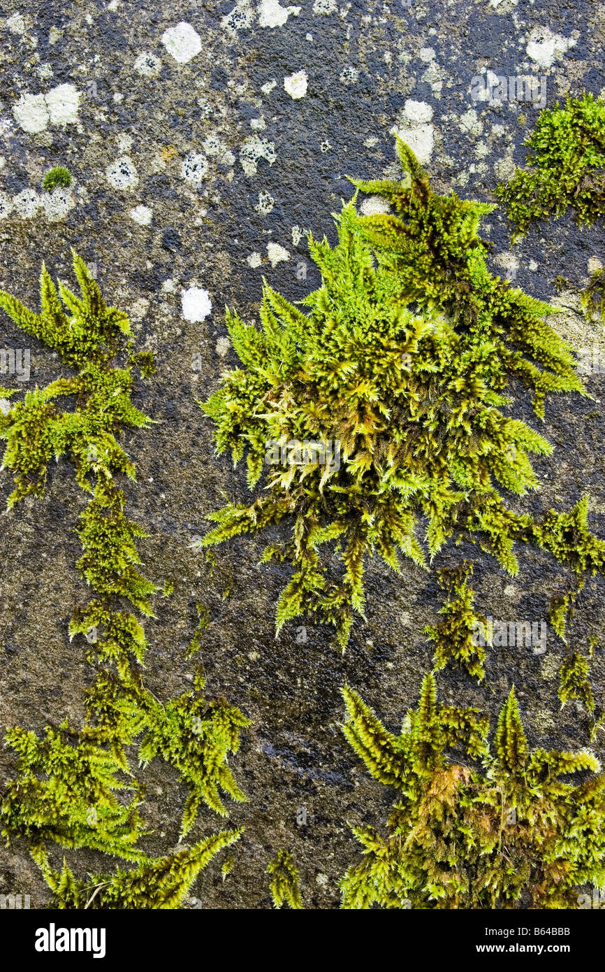 Moss growing on a headstone Stock Photo Alamy