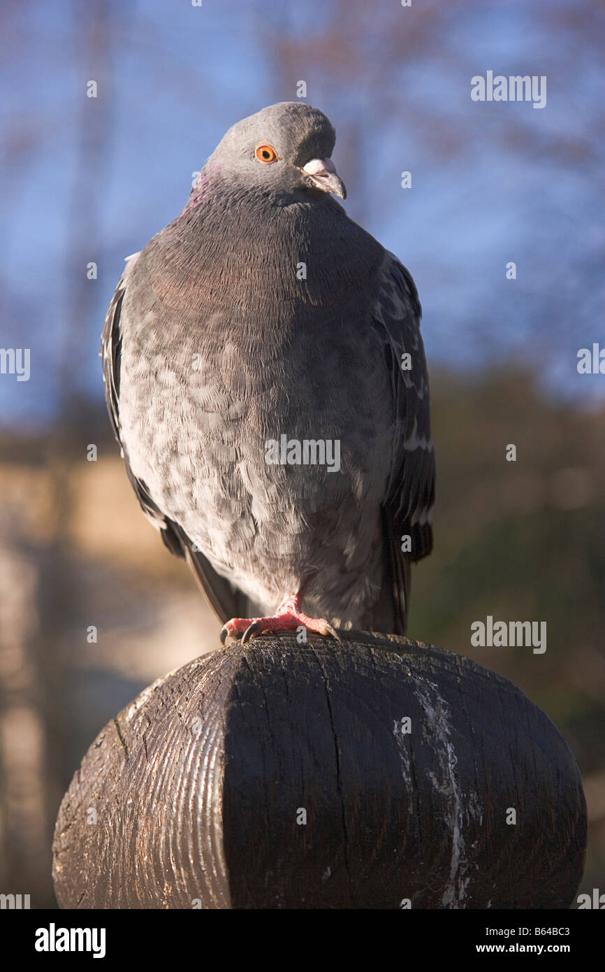 Puffed up pigeon hi-res stock photography and images - Alamy