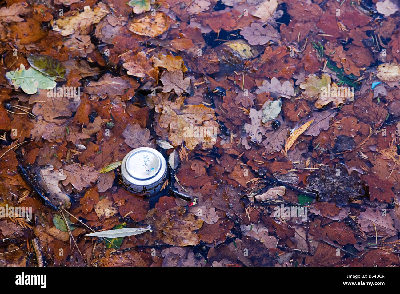 A discarded can floating amongst leaves Stock Photo