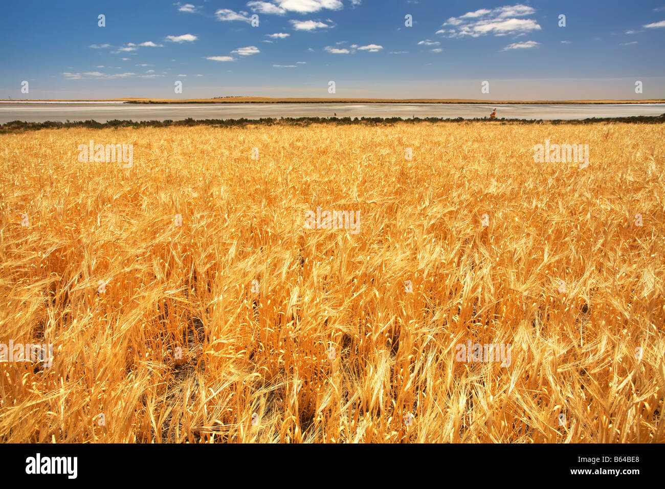 Narrung Wheat Field Stock Photo