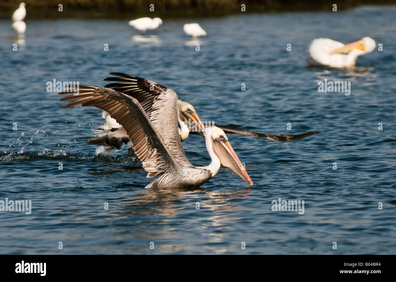Two California Brown Pelicans at play. Stock Photography by cahyman. Stock Photo