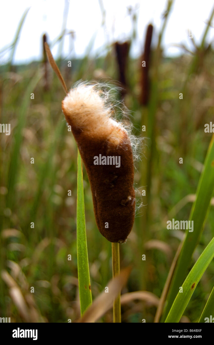 Cat Tails at Huntley Meadows Park Alexandria Fairafax County Virginia USA Stock Photo