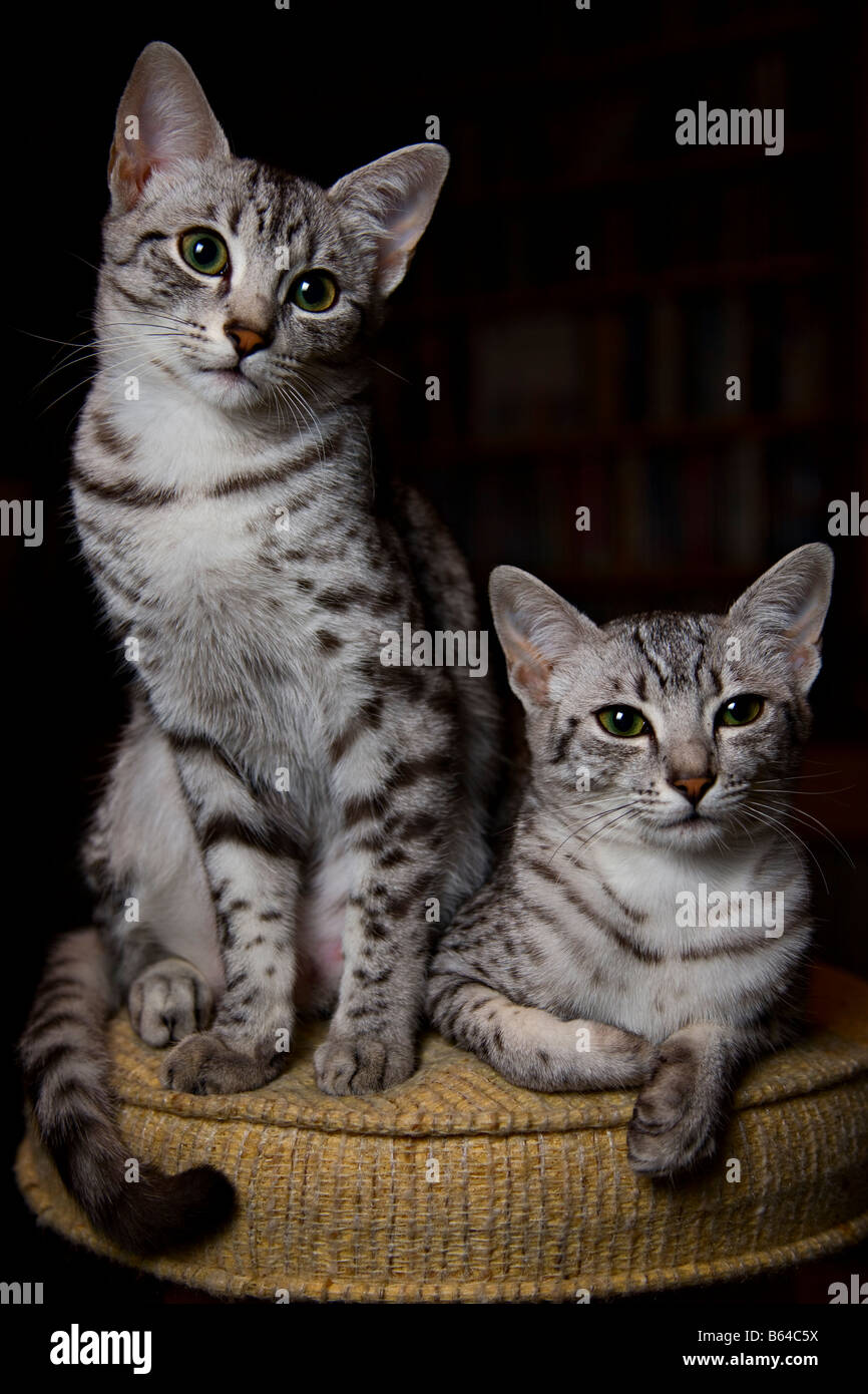 Egyptian Mau kittens Stock Photo
