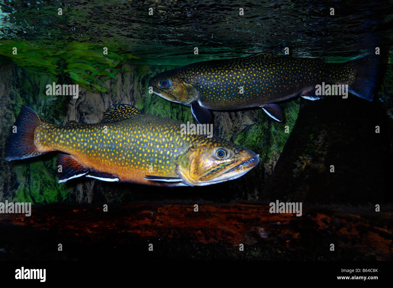 Brook trout Salvelinus fontinalis captive Stock Photo