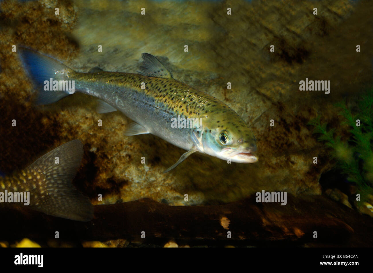 Atlantic salmon Salmo salar captive Stock Photo