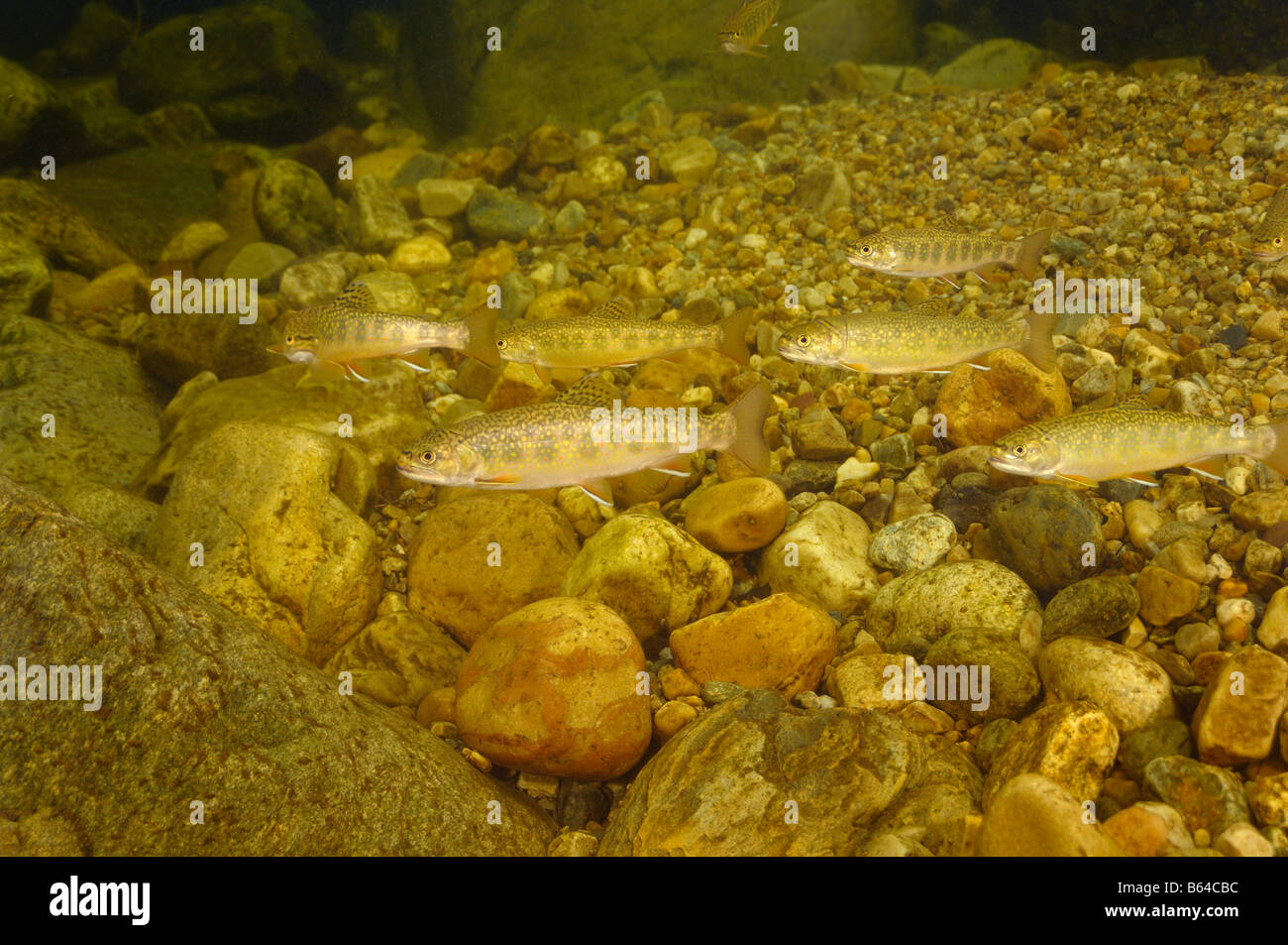 Brook trout Salvelinus fontinalis Mendon brook Vermont Stock Photo Alamy