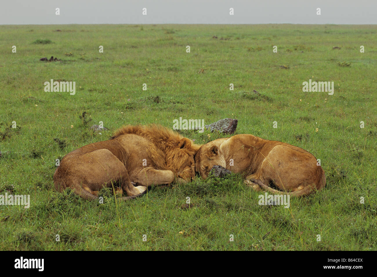 Lions Sleeping on the Open Plain Stock Photo