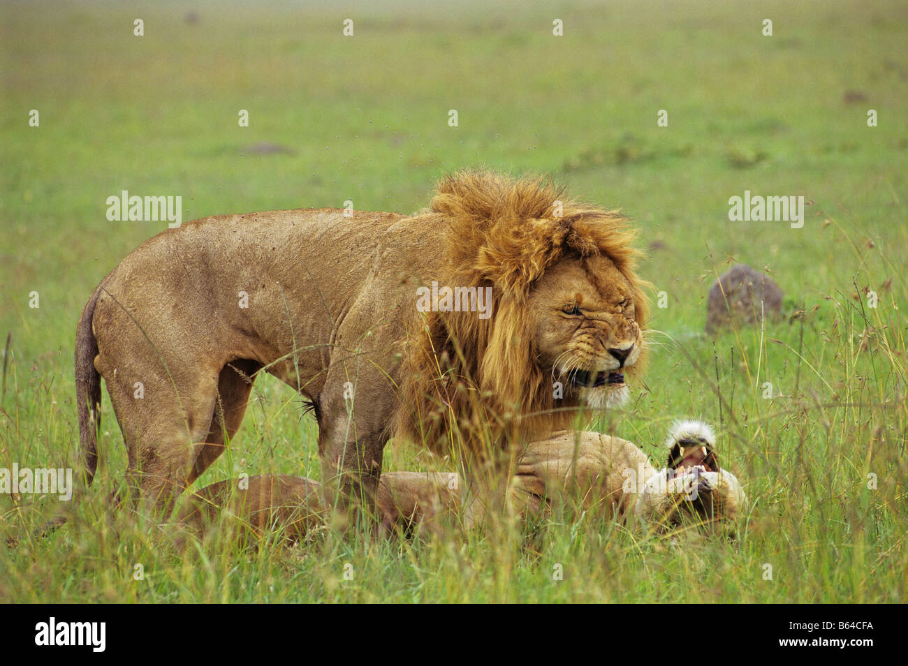 Lion Lover's Spat Stock Photo