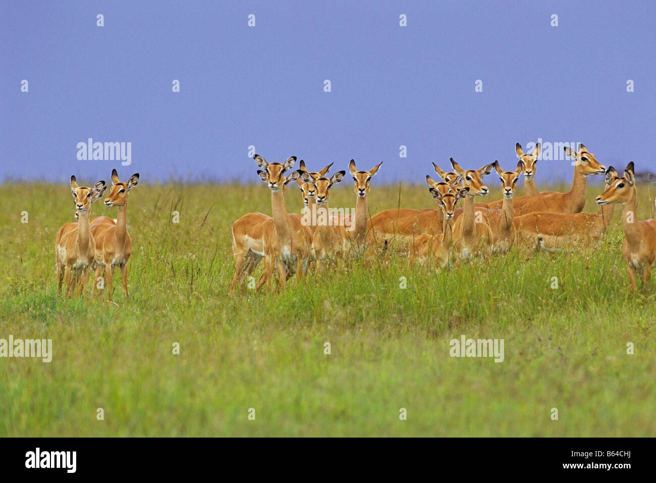 Impala Group Shot Stock Photo
