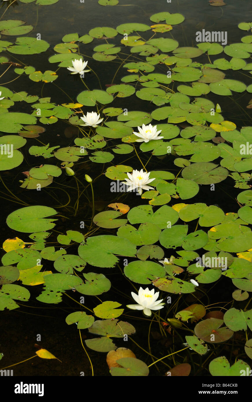 Lily pads Wantastiquet lake Vermont Stock Photo