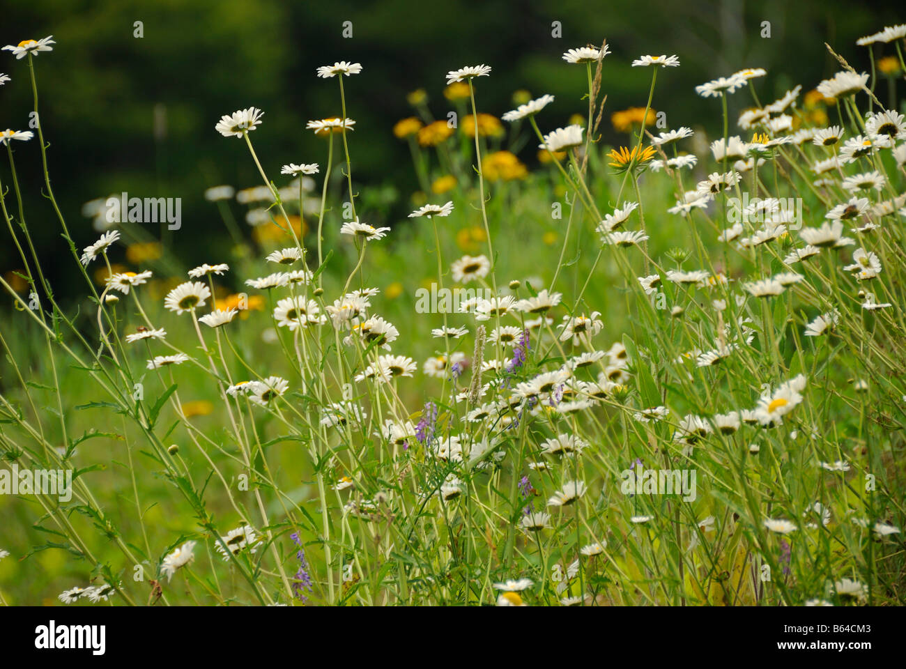 Wildflowers Londonderry Vermont Stock Photo Alamy