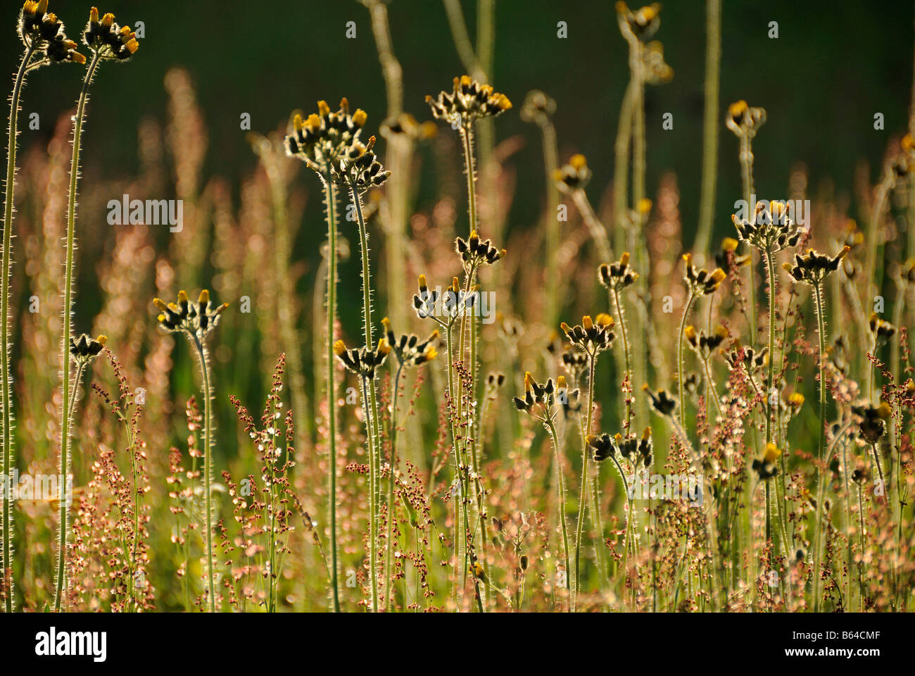 Wildflowers Londonderry Vermont Stock Photo Alamy