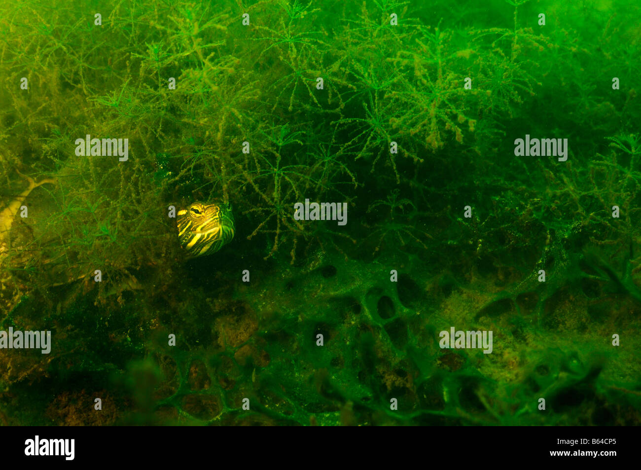 Painted turtle Chrysemys picta Vermont Stock Photo Alamy