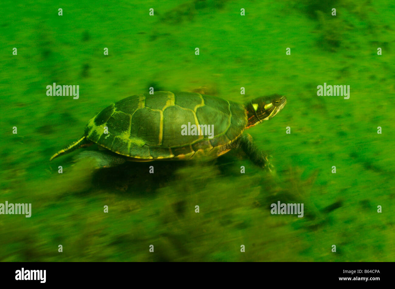 Painted turtle Chrysemys picta Vermont Stock Photo Alamy