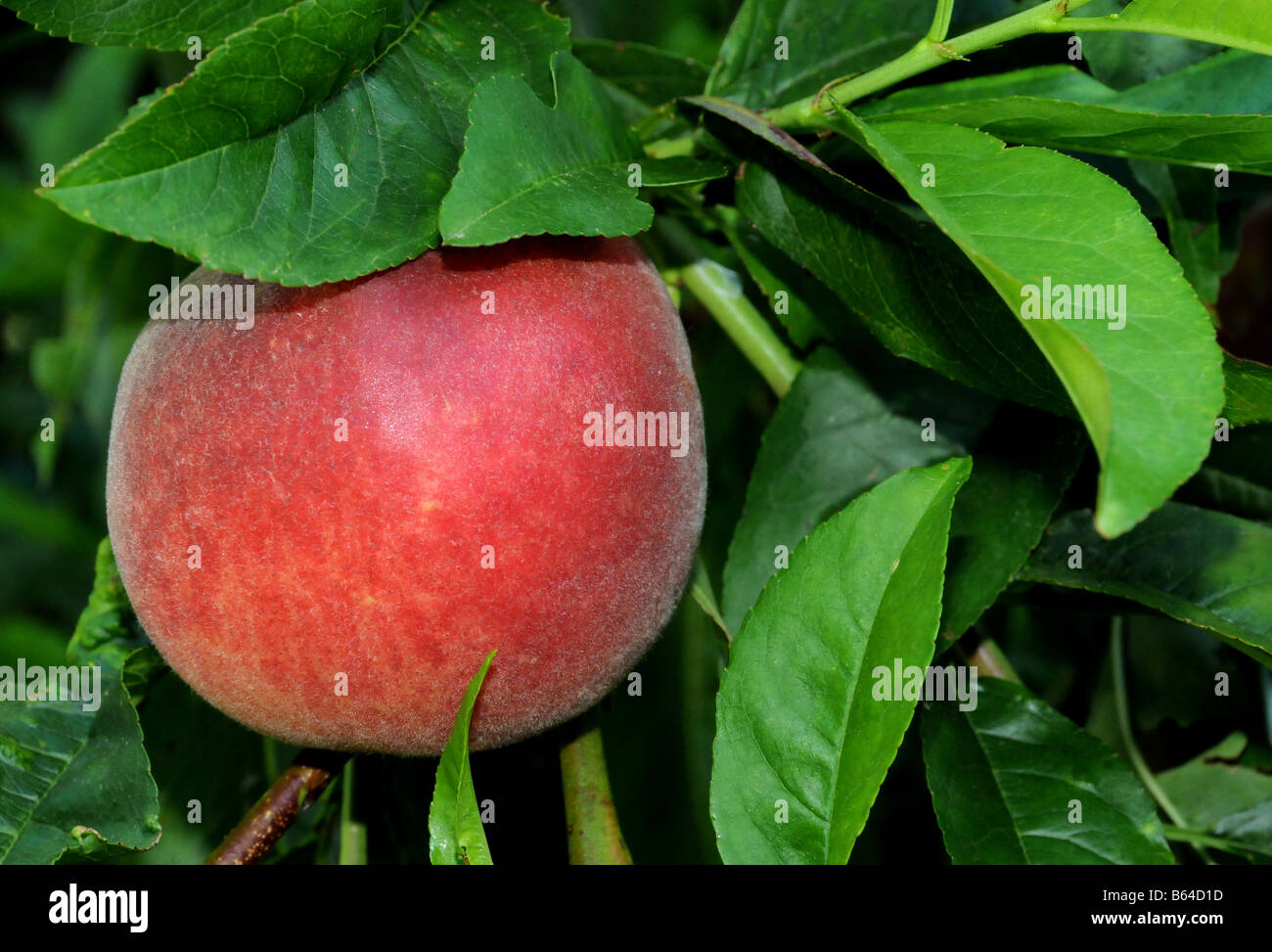 Early peach ripening Stock Photo
