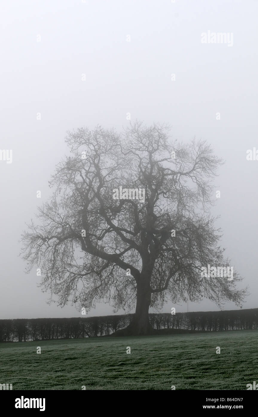 silhouette of a large tree no leaves shrouded in very dense freezing cold fog countryside farm farmland Stock Photo