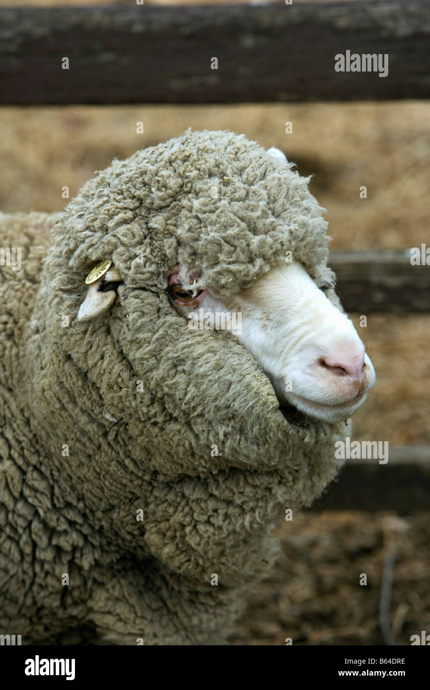 Australia, South West Wales, Camden. Gledswood Homestead and Winery. Sheep Stock Photo
