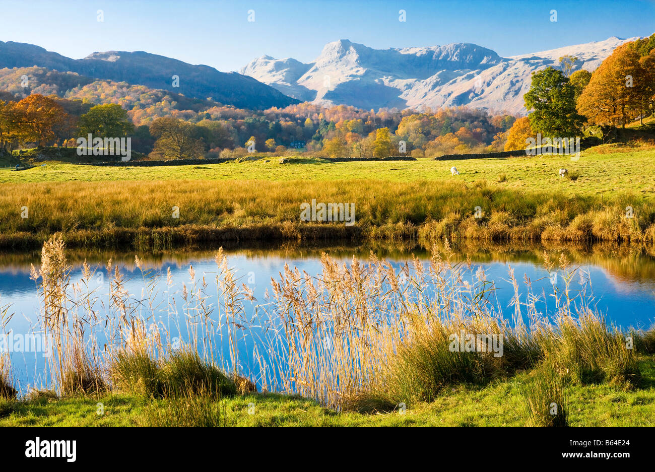 Autumn view across the River Brathay to the distant Langdale Pikes in the Lake District National Park, Cumbria, England, UK Stock Photo