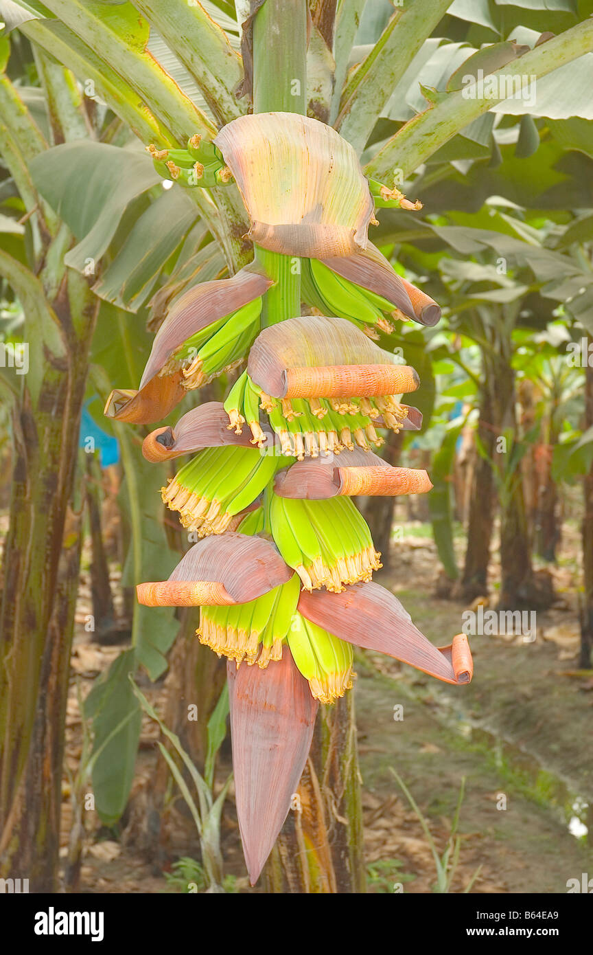 Bananas plant grown on a plantation in Honduras Stock Photo Alamy