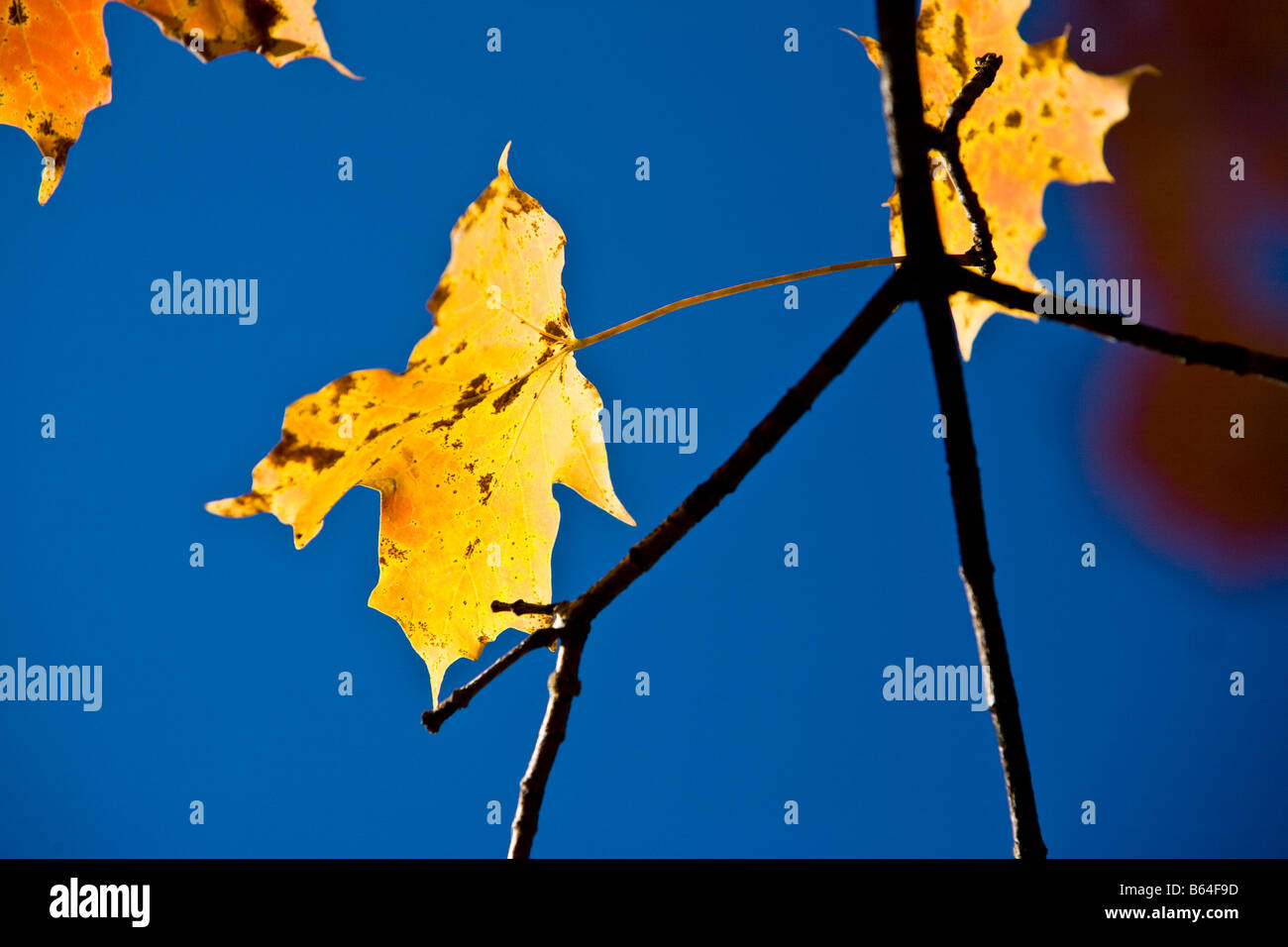 Autumn Fall season Leaf leaves against a blue sky Stock Photo - Alamy