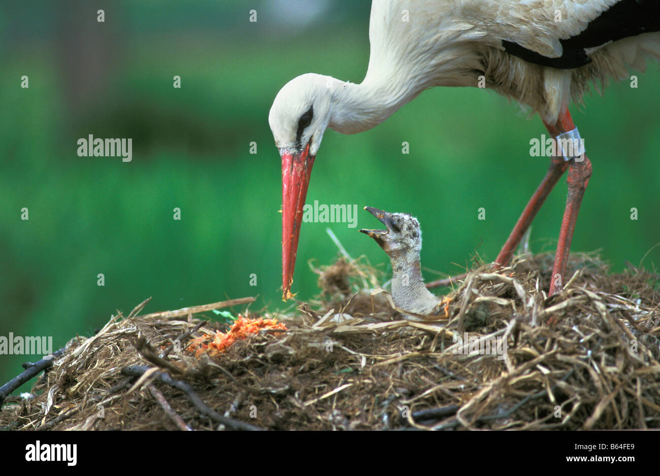 Holland, The Netherlands, Groot Ammers. Stork and young on nest (ciconia ciconia). Stock Photo