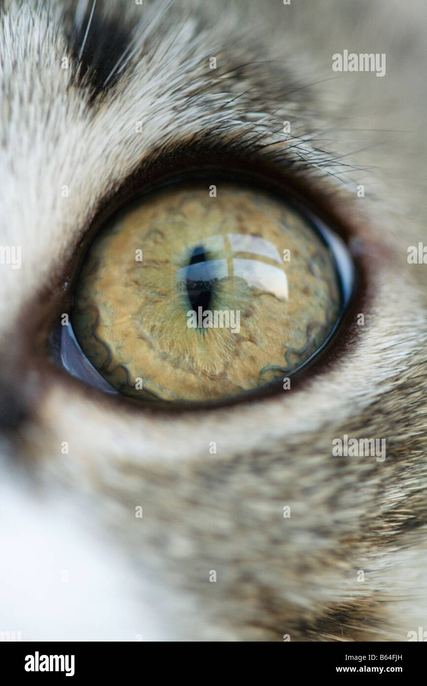 Kitten eye Stock Photo