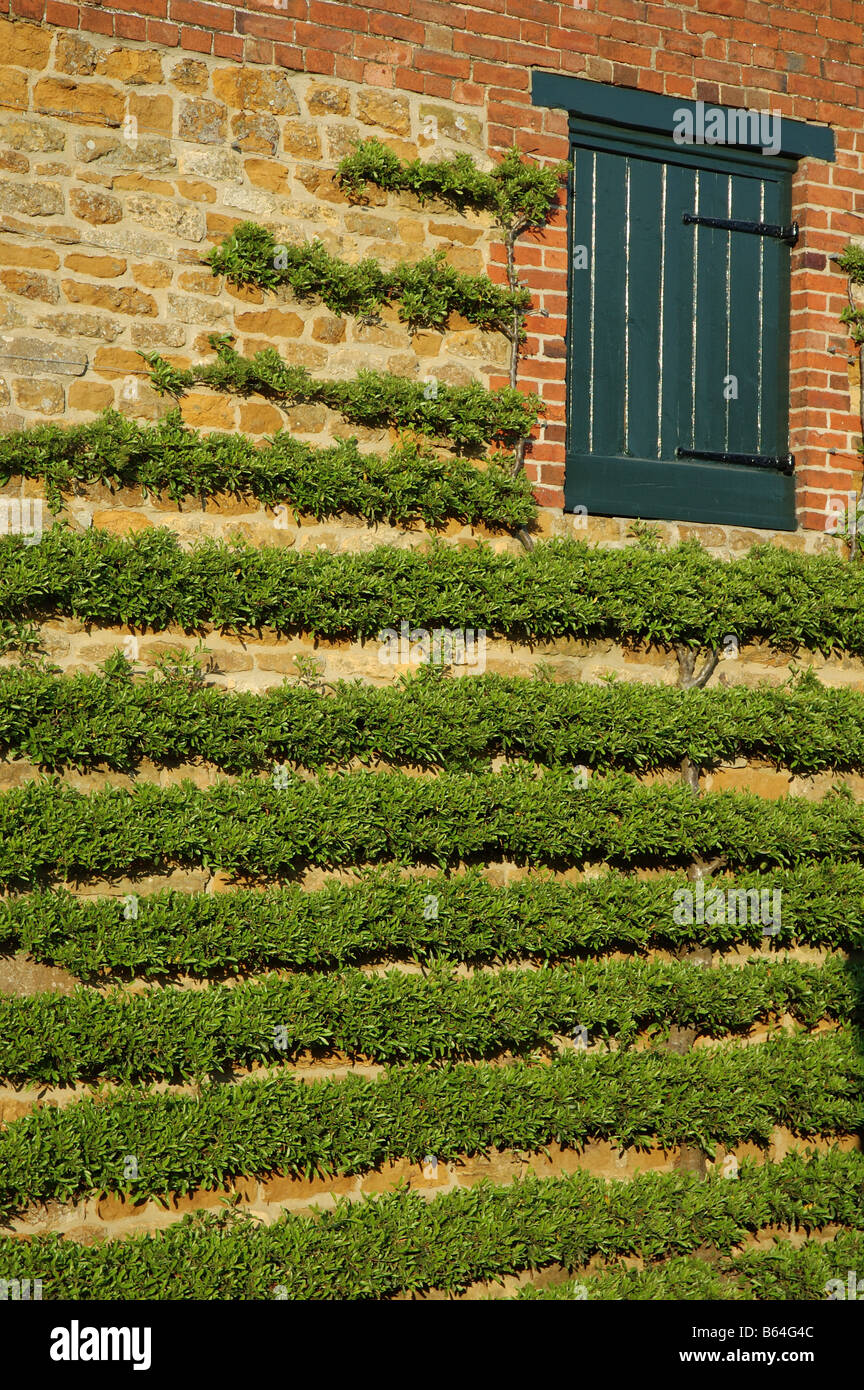 rows of pyracantha shrub trained against a wall, England, UK Stock Photo