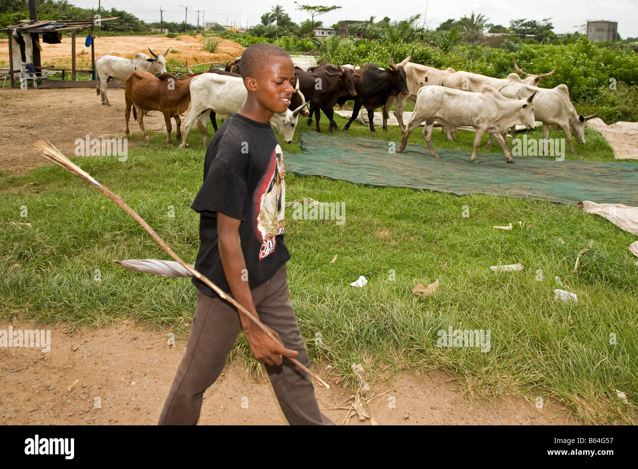 Boy moving cattle Douala Cameroon Africa Stock Photo
