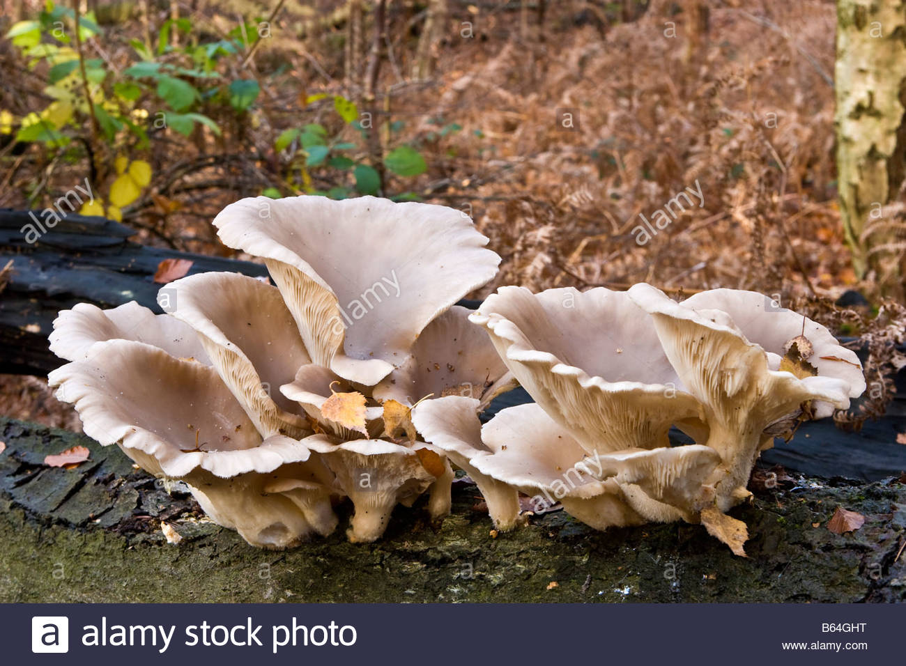 Oyster Mushrooms Uk Stock Photos & Oyster Mushrooms Uk Stock Images Alamy
