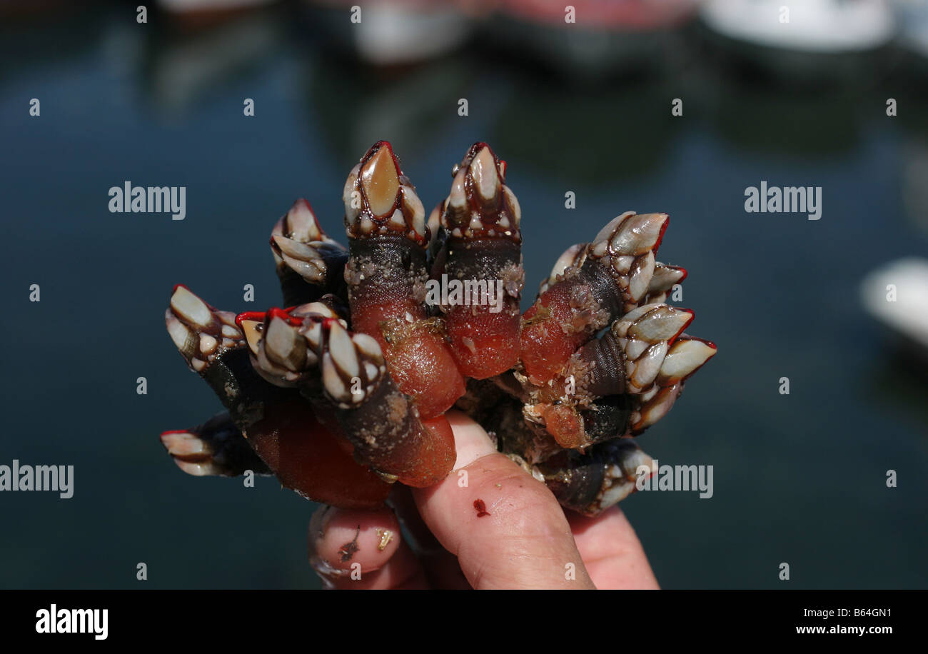 Percebes fishing hi-res stock photography and images - Alamy
