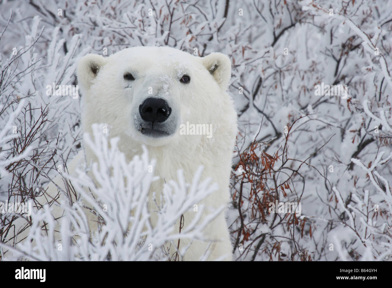Polar Bear in the willow Stock Photo